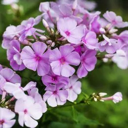 Флокс Pink Hill фото