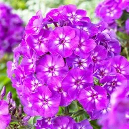 Флокс Purple Kiss фото