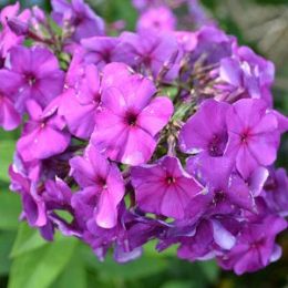 Флокс The King Violet Blue фото