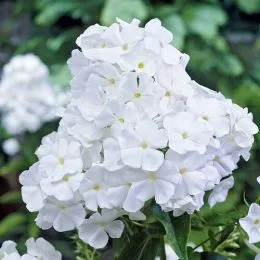 Флокс Paniculata White Admiral фото