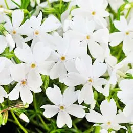 Флокс White Delight фото
