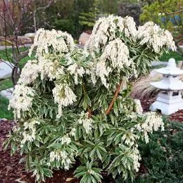 Пієріс Variegata фото