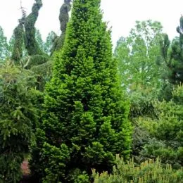 Ялиця біла Pyramidalis фото
