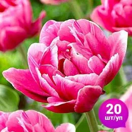 Тюльпан Pink Cameo (Пінк Камео) 20 шт/уп фото