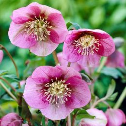 Морозник Pink Lady фото