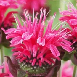 Монарда Pink Lace фото