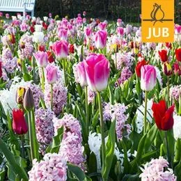 Мікс ландшафтний Pink Relevation(Брендові цибулини Jub Holland) фото