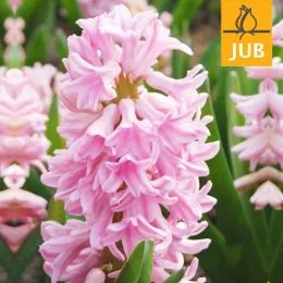 Гіацинт Pink Surprise (Брендові цибулини Jub Holland) фото