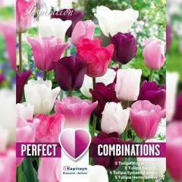 Комбо Тюльпани Pink, White and Purple Blend (Брендові цибулини KAPITEYN®) фото