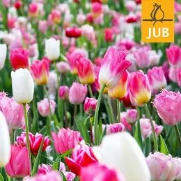 Мікс ландшафтний Pinks and Touch of White (Брендові цибулини Jub Holland) фото