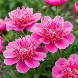 Півонія Anemoniflora 3-5 бруньок фото