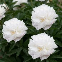 Півонія Camellia White фото