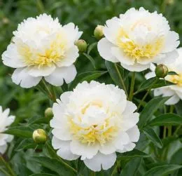 Півонія Cheddar Cheese фото