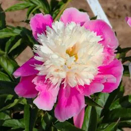Півонія Embraceable Pink фото