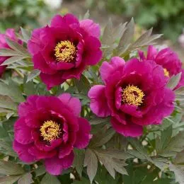 Півонія ITOH Purple Sensation фото