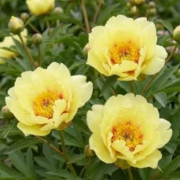 Півонія ITOH Sequestered Sunshine фото