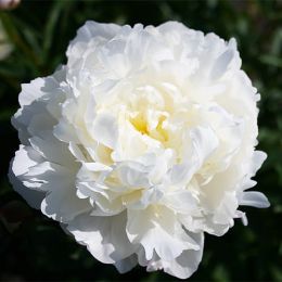 Півонія White Frost фото