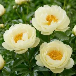 Півонія Lemon Chiffon фото
