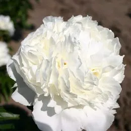 Півонія Marshmallow Puff фото
