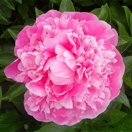 Півонія Pink Diamond фото