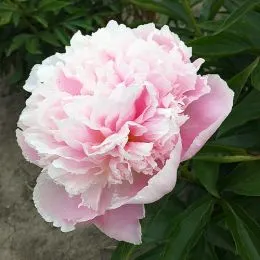 Півонія Pink Pearl фото