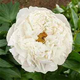Півонія White Wicker 1-2 бруньки фото