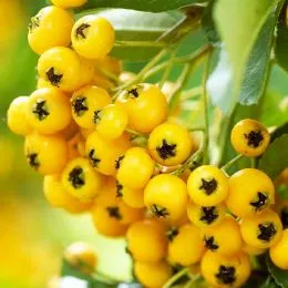 Піраканта Soleil d'Or фото