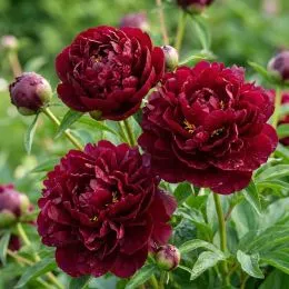 Півонія Francoise Ortegat  фото