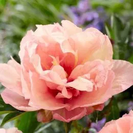 Півонія ITOH Royal Blush фото