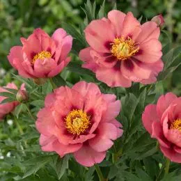 Півонія ITOH Old Rose Dandy фото