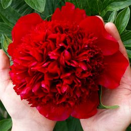 Півонія Red Charm 3-5 бруньок фото