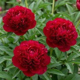 Півонія Red Magic фото