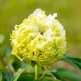 Півонія Spring Willow Chun Liu деревовидна фото