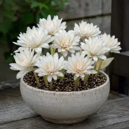 Пізньоцвіт Autumnale Alboplenum фото