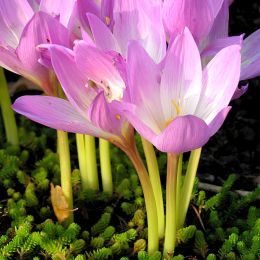 Пізньоцвіт Lilac Bedder фото