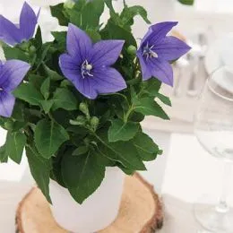 Платикодон Astra Blue фото