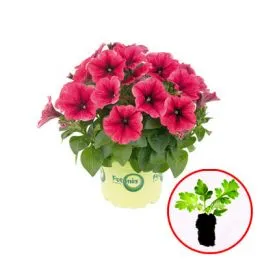 Петунія Potunia Plus Strawberry Ice фото