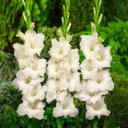 Подарунок! Гладіолус White фото
