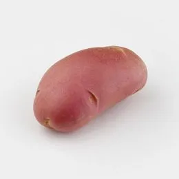 Картопля Мемфіс фото