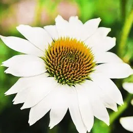 Ехінацея PowWow White фото