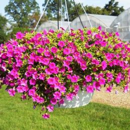 Калібрахоа Lindura Pink фото