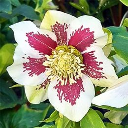 Морозник Pretty Ellen White Spotted фото