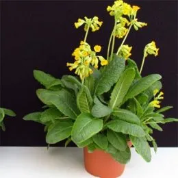Примула Bright Deep Yellow фото