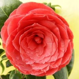 Камелія Principessa Baciocchi фото