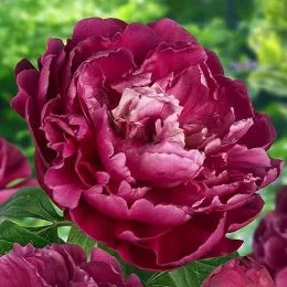 Півонія Louis Van Houtte фото