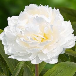 Півонія White Ivory фото