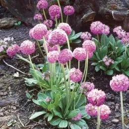 Примула Prom Lilac фото