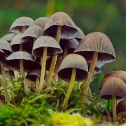 Галюциногенні гриби фото