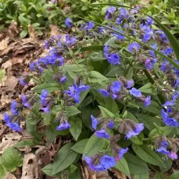 Пульмонарія Blue Ensign фото