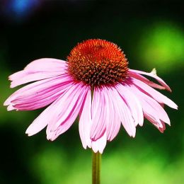 Ехінацея Purpurea фото